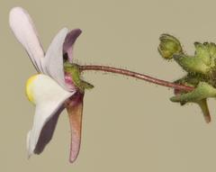 Nemesia melissifolia