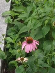 Echinacea purpurea