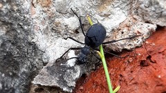 Leptoderis aliquorum