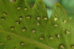 Athyrium cumingianum