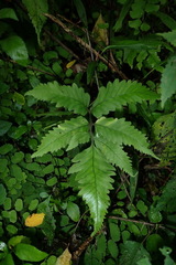 Athyrium cumingianum