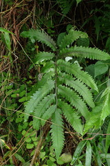 Athyrium cumingianum