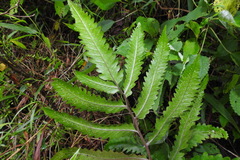 Athyrium cumingianum