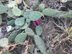 Opuntia cespitosa