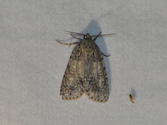Acronicta retardata