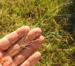 Panicum coloratum