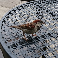 Passer domesticus
