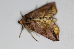 Pseudeva purpurigera