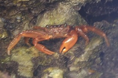 Geograpsus stormi