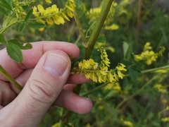 Melilotus altissimus