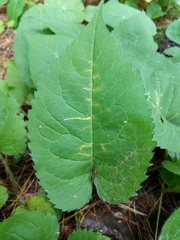 Scrobipalpula manierreorum