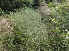 Asparagus maritimus