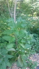Phytolacca americana