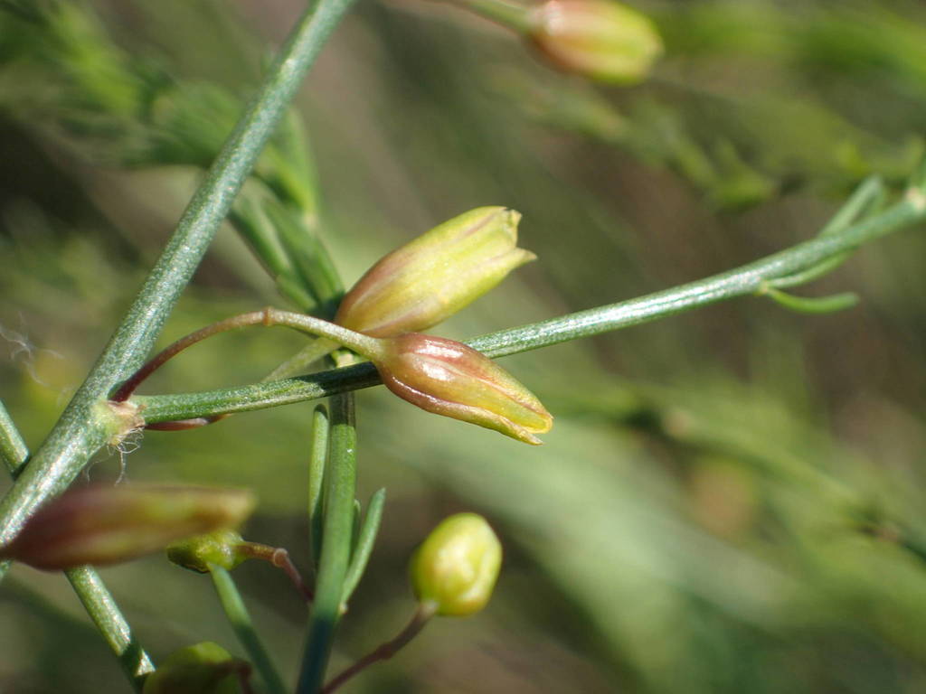 Asparagus maritimus