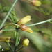 Asparagus maritimus - Photo 由 Sylvain Piry 所上傳的 (c) Sylvain Piry，保留部份權利CC BY-NC