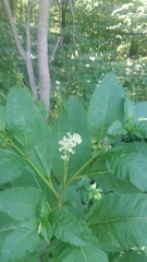Phytolacca americana
