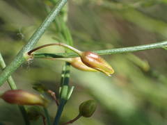 Asparagus maritimus
