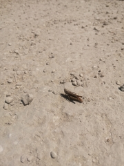 Chorthippus brunneus