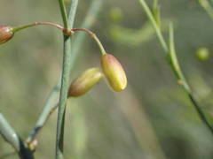 Asparagus maritimus
