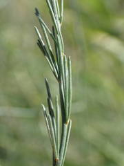 Asparagus maritimus