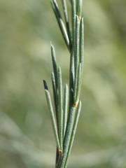 Asparagus maritimus