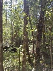 Fraxinus nigra image