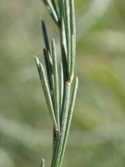 Asparagus maritimus