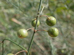 Asparagus maritimus