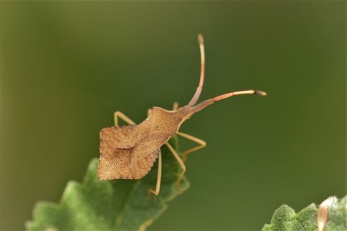 Rhombic Leatherbug, photo 5 of 10