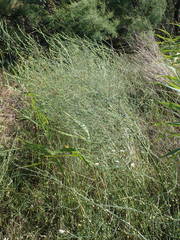 Asparagus maritimus