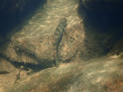 Stiphodon multisquamus