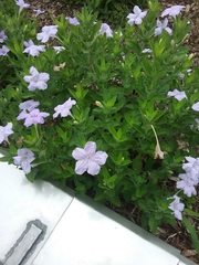 Ruellia