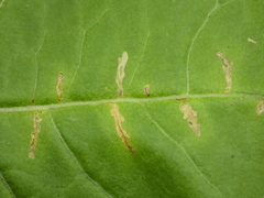 Scrobipalpula manierreorum