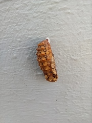 Melitaea didyma