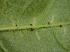 Scrobipalpula manierreorum