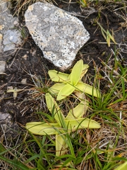 Pinguicula grandiflora