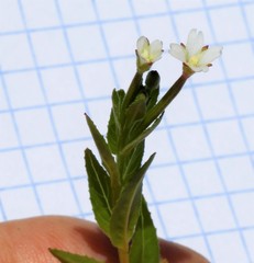Epilobium glandulosum