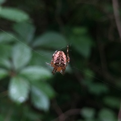 Araneus diadematus