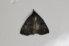 Phalaenostola hanhami