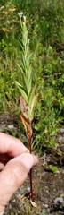 Epilobium glandulosum