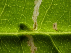 Scrobipalpula manierreorum