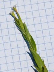 Epilobium glandulosum