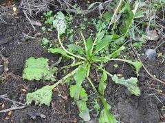 Plantago longissima