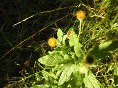 Pulicaria scabra