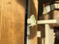 Thetidia smaragdaria