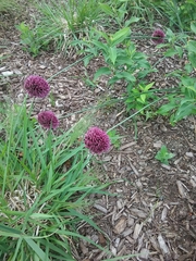 Allium