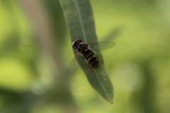 Syrphini