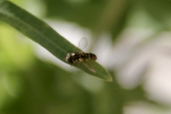 Syrphini