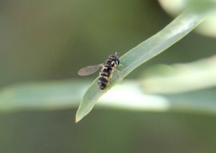 Syrphini