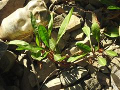 Rumex lanceolatus